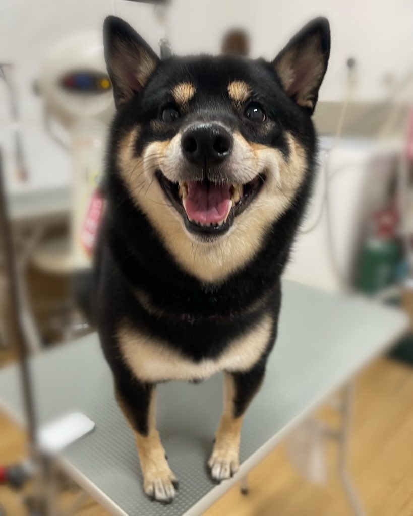 モモちゃん