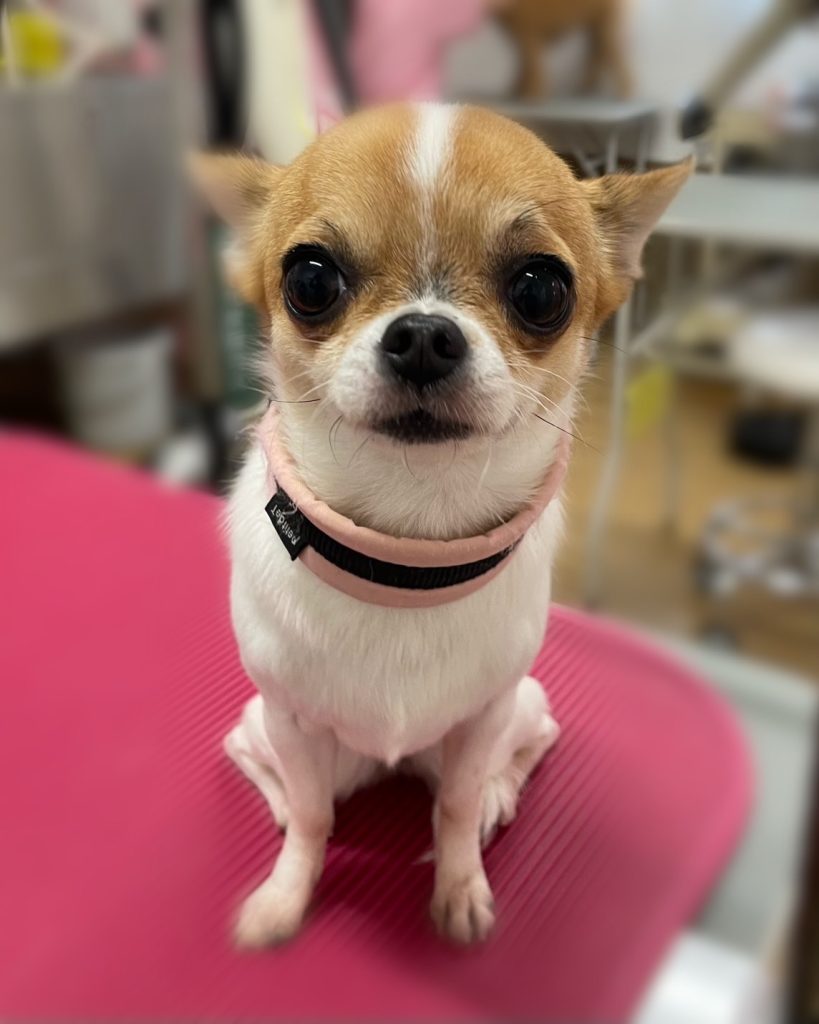RAZURIちゃん