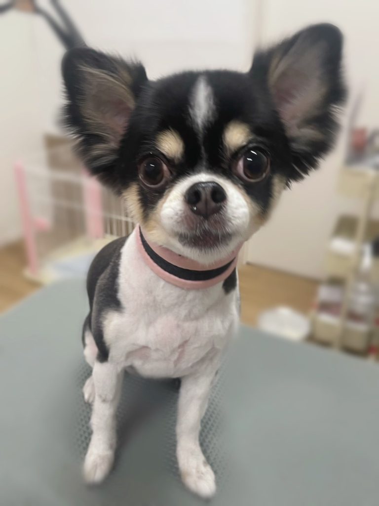 あられちゃん