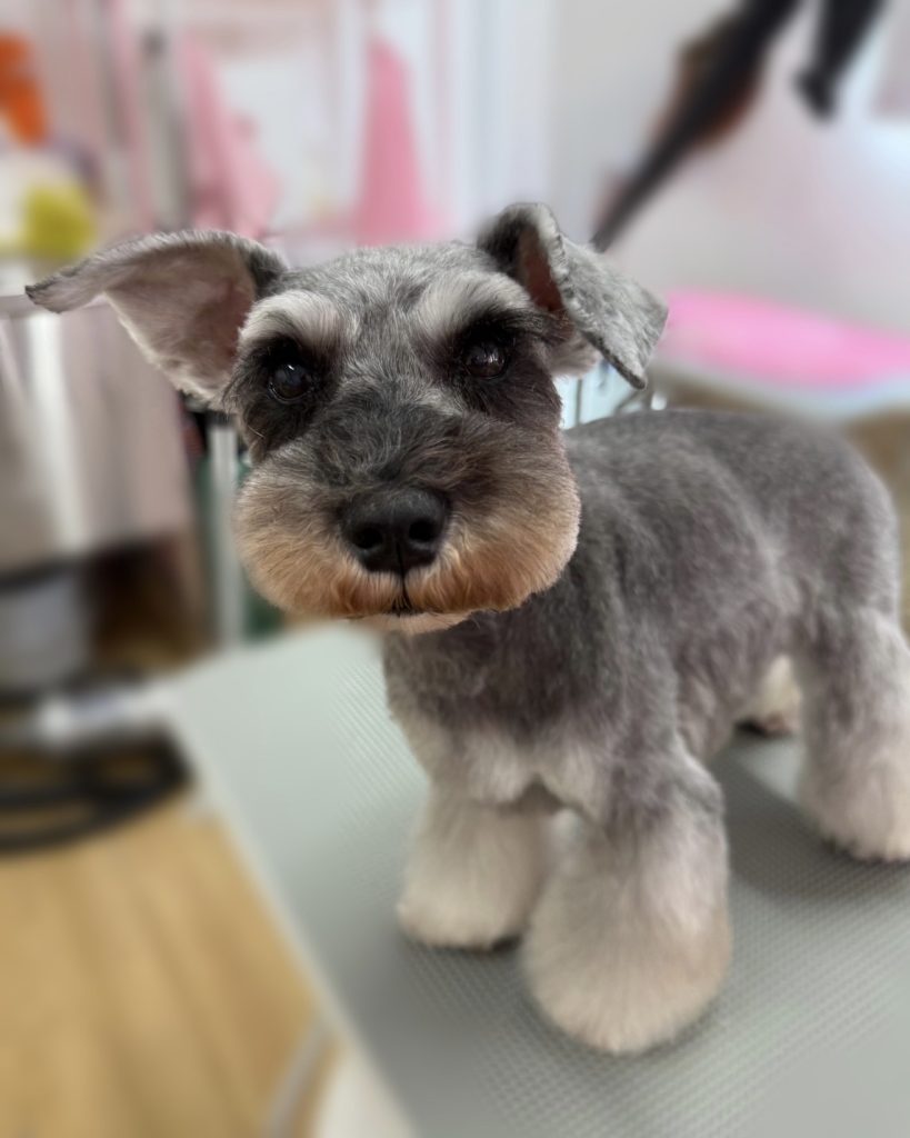 あんずちゃん
