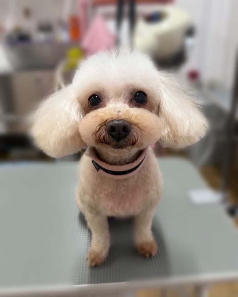 アロハちゃん