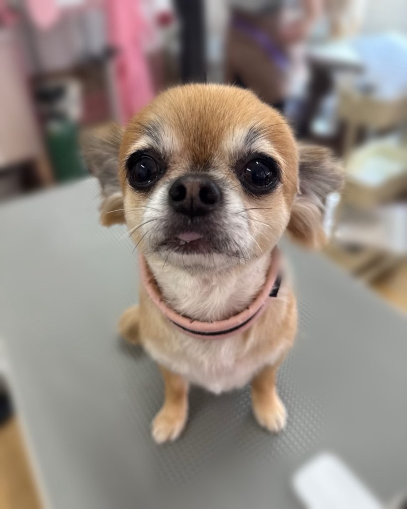 きなこちゃん