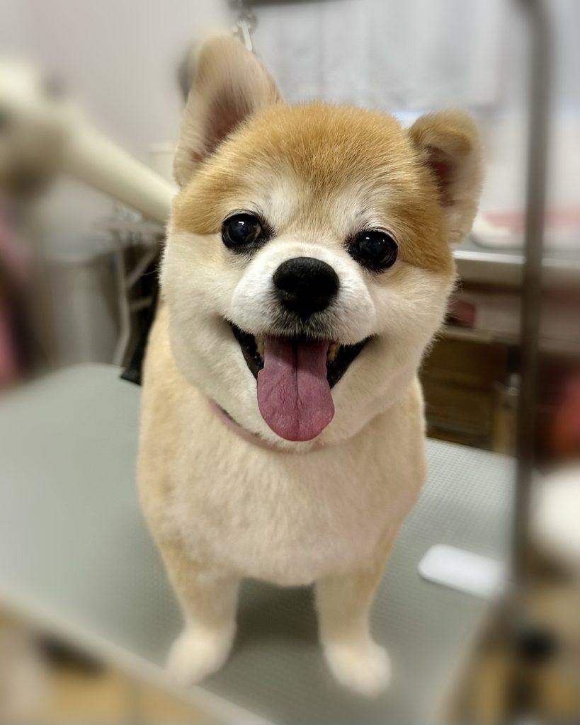 あずきちゃん