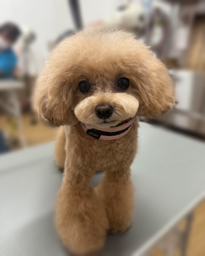 おもちくん