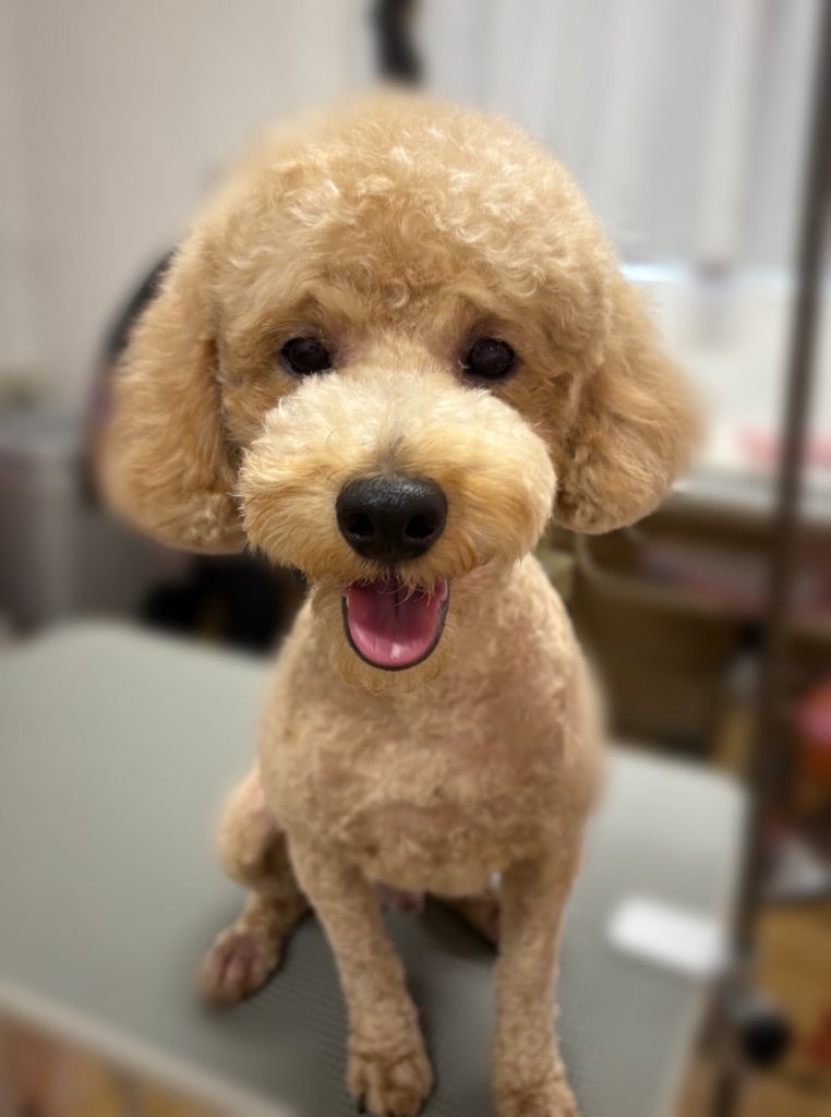 ガヴくん