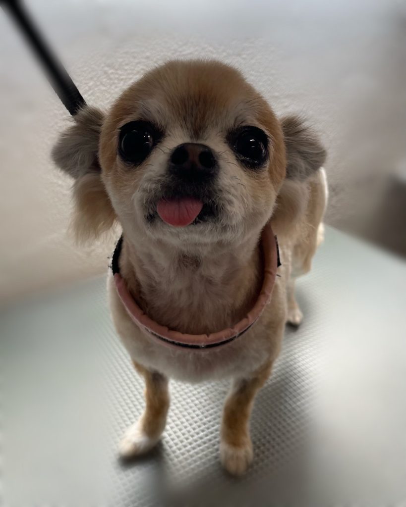 あずきちゃん