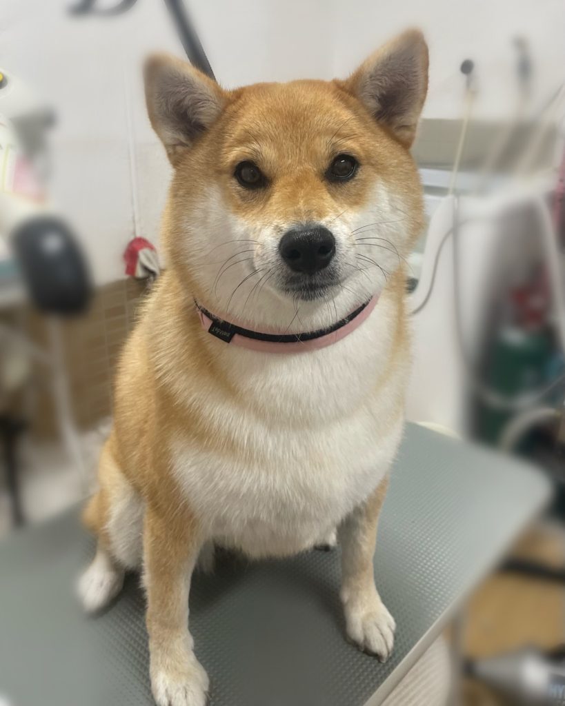 なつちゃん