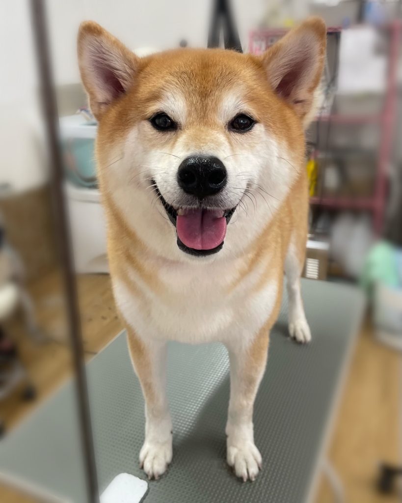 けやきくん