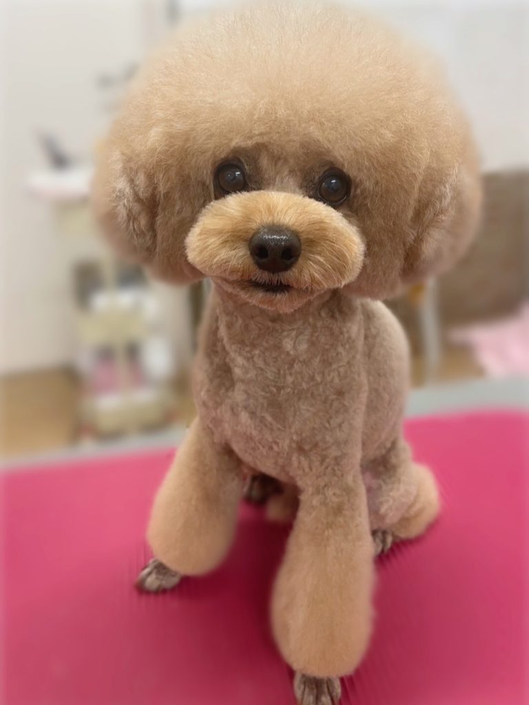 こん太くん