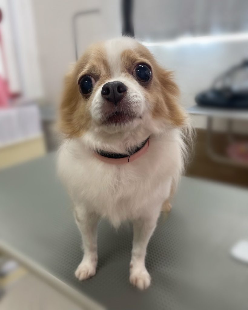 ここあちゃん