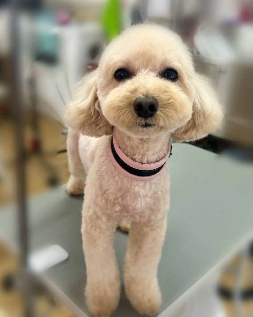 こむぎちゃん