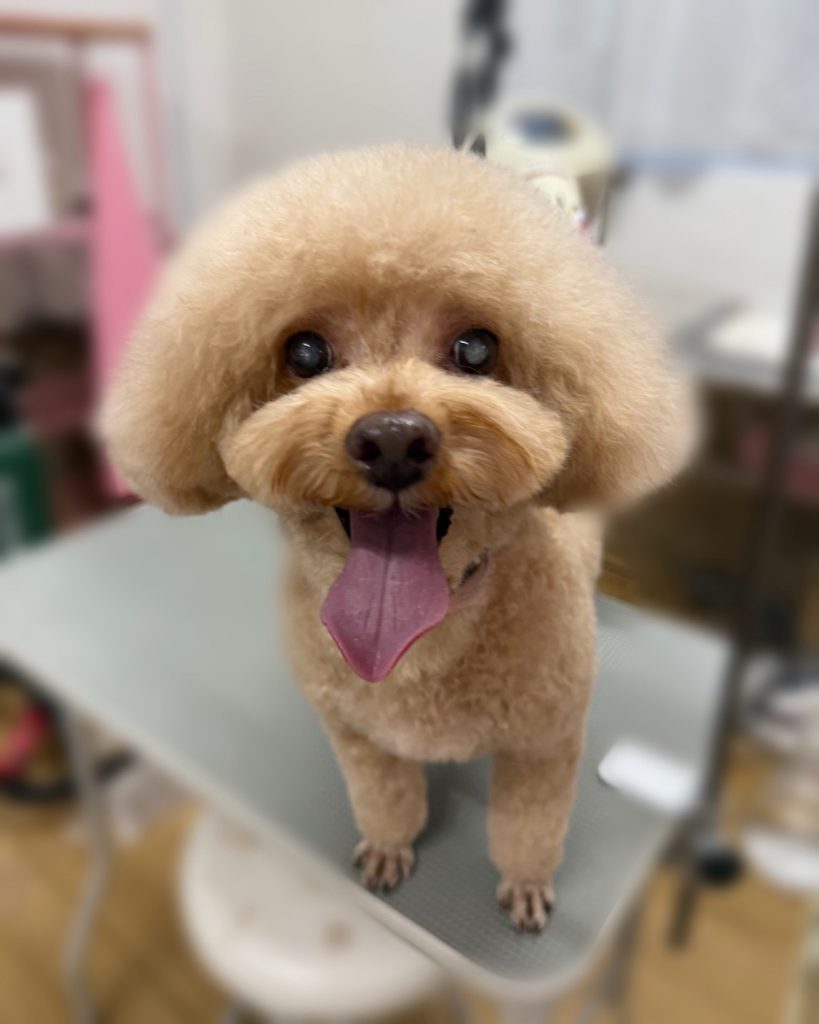 ココタくん