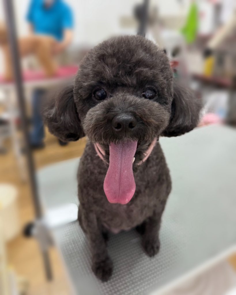 ココアちゃん