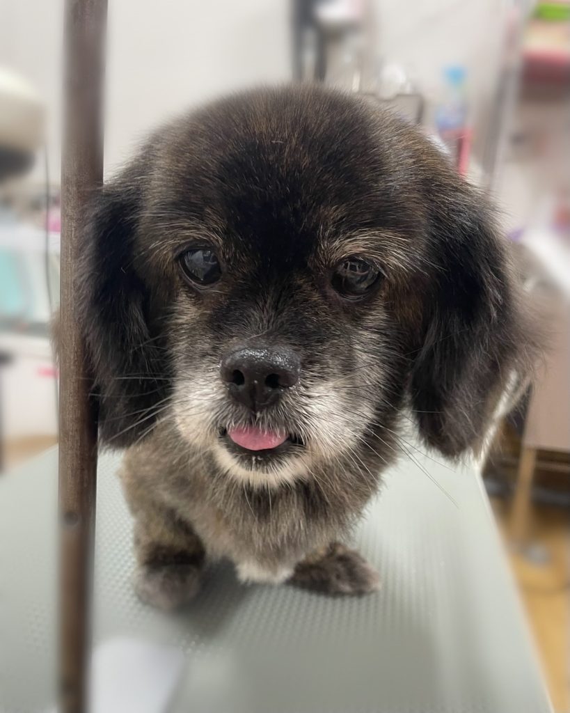 たんぽぽちゃん