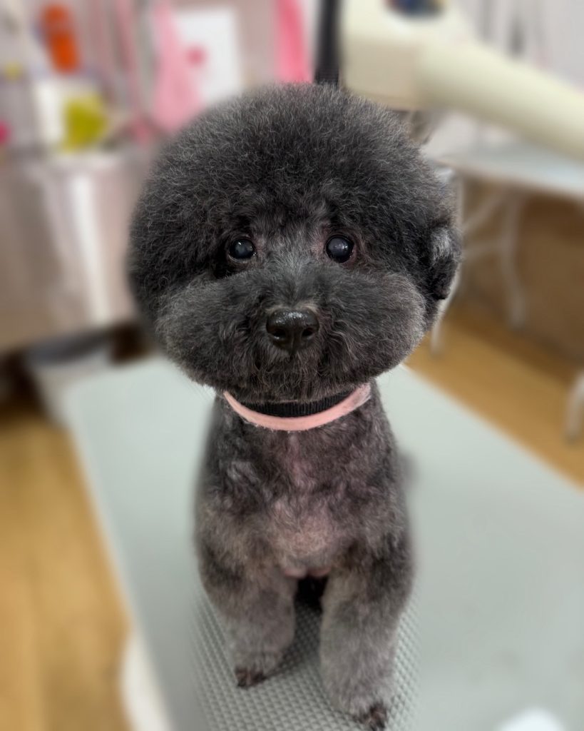ちょこあちゃん