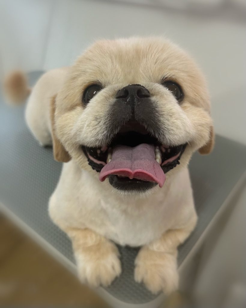 てんくん