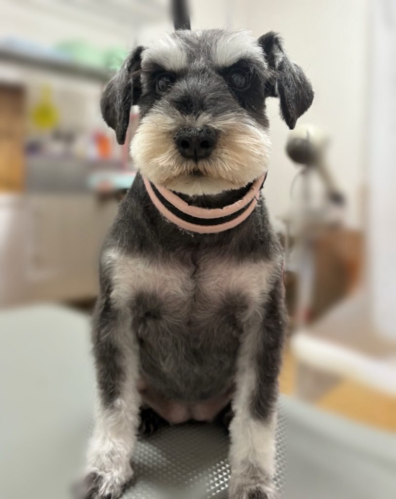 ぬんちゃん