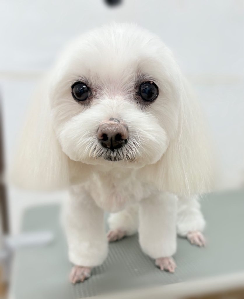 はなちゃん