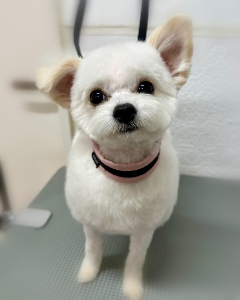 ハチくん