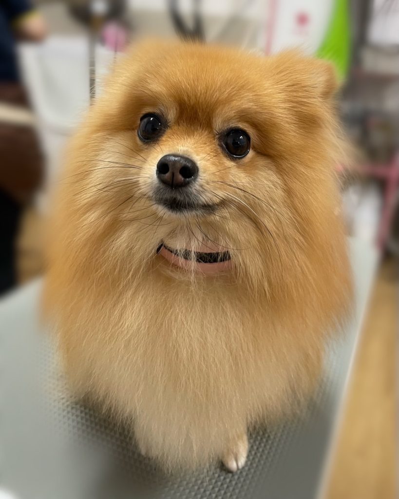 ぴのちゃん