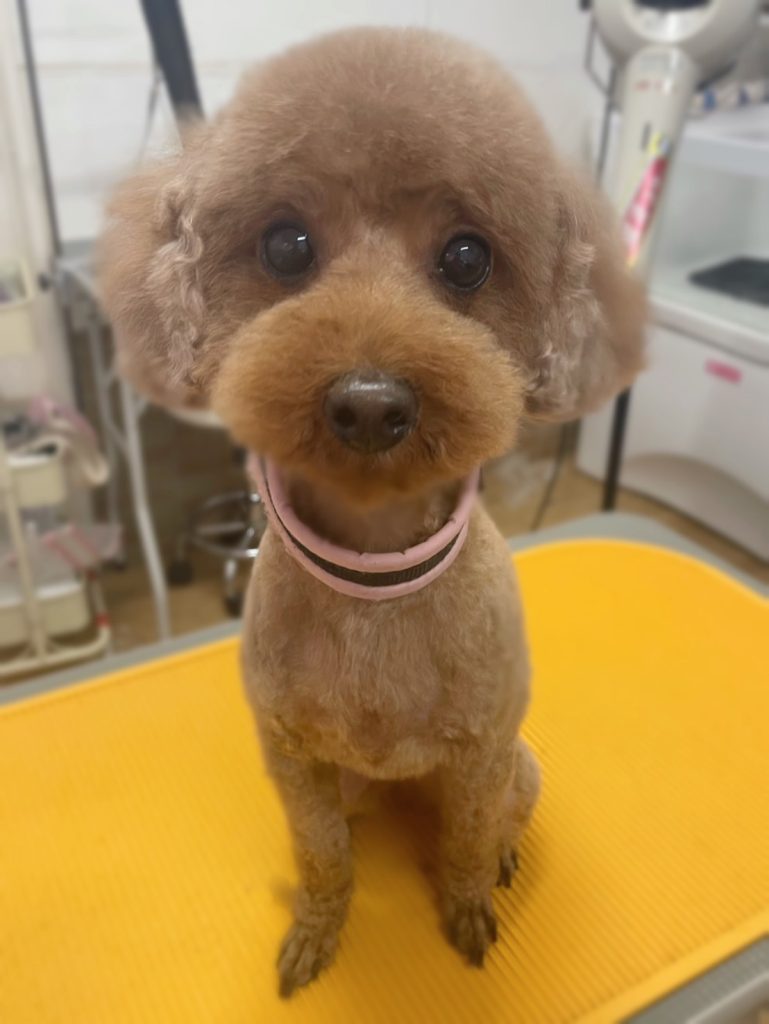 ぶぶちゃん