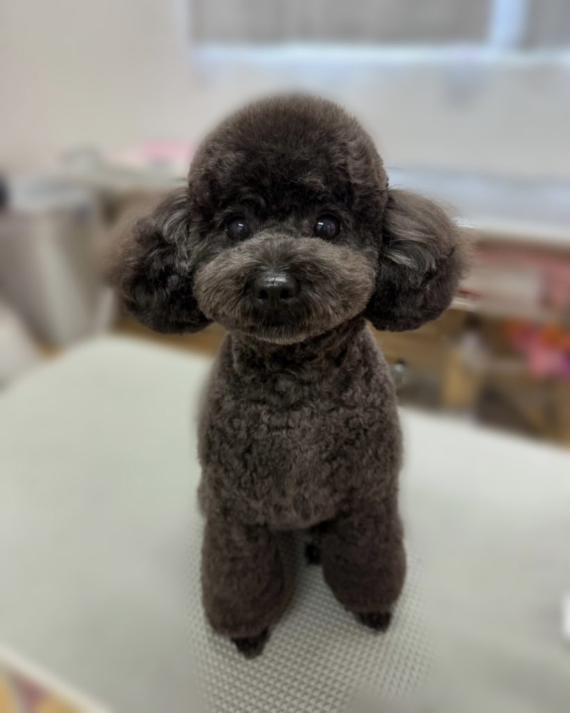 ベルちゃん