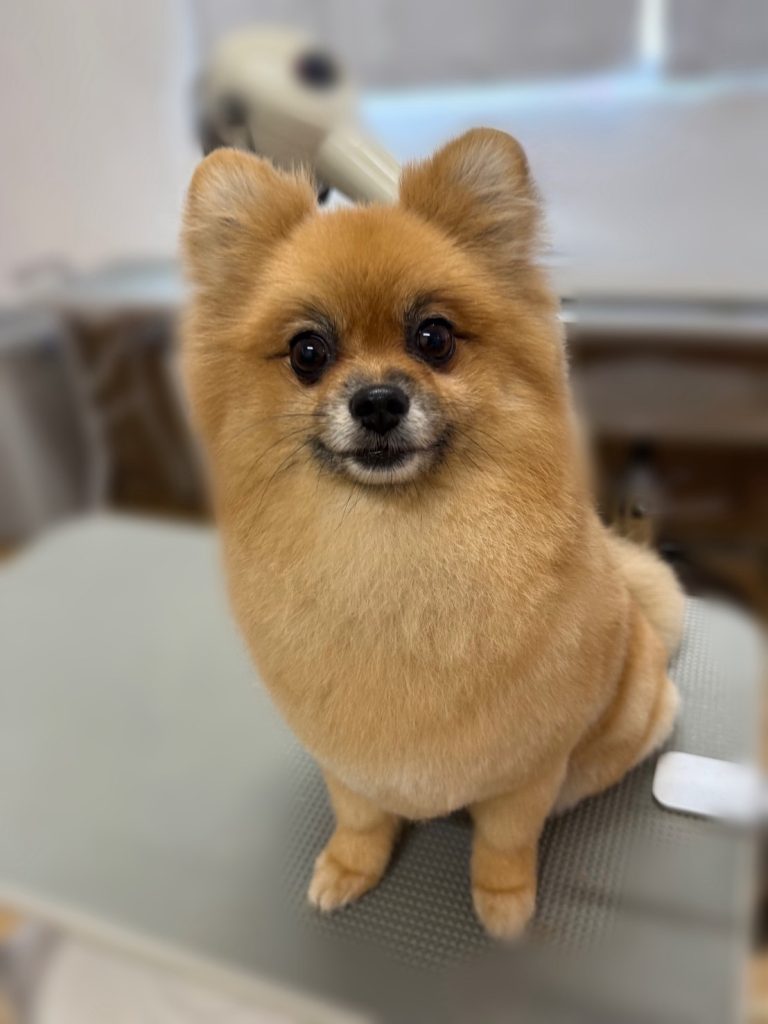 ぽんちゃん