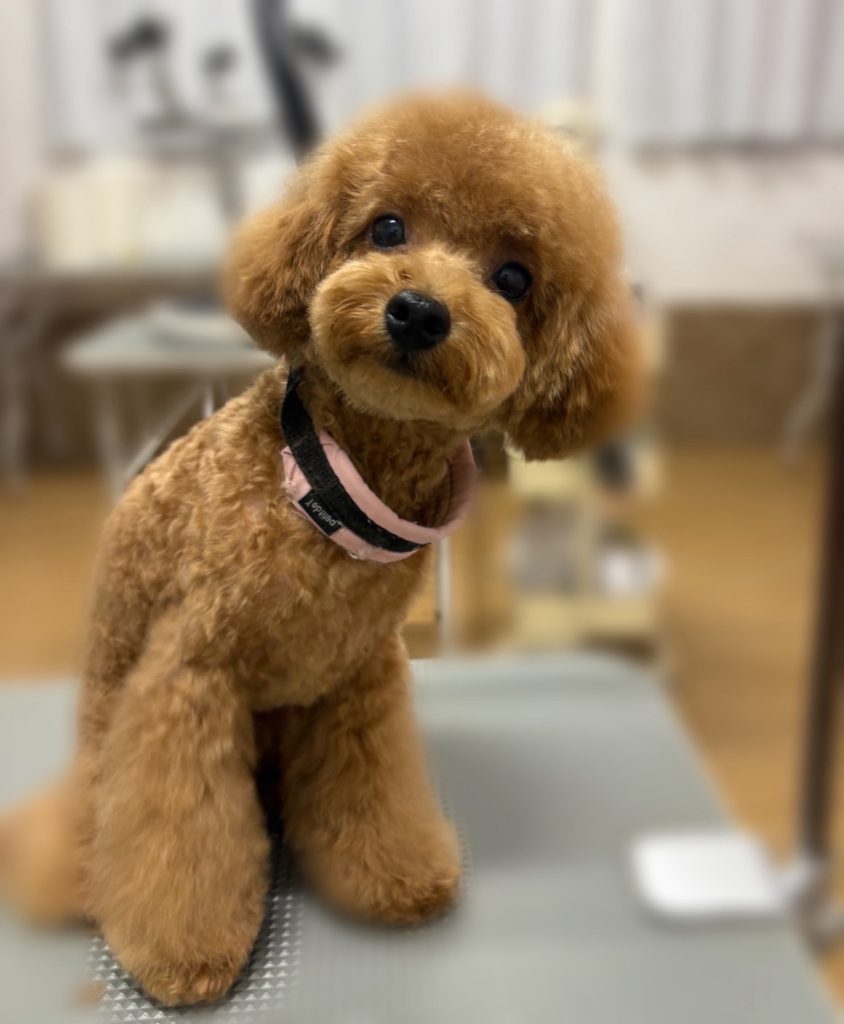 ぽてちくん