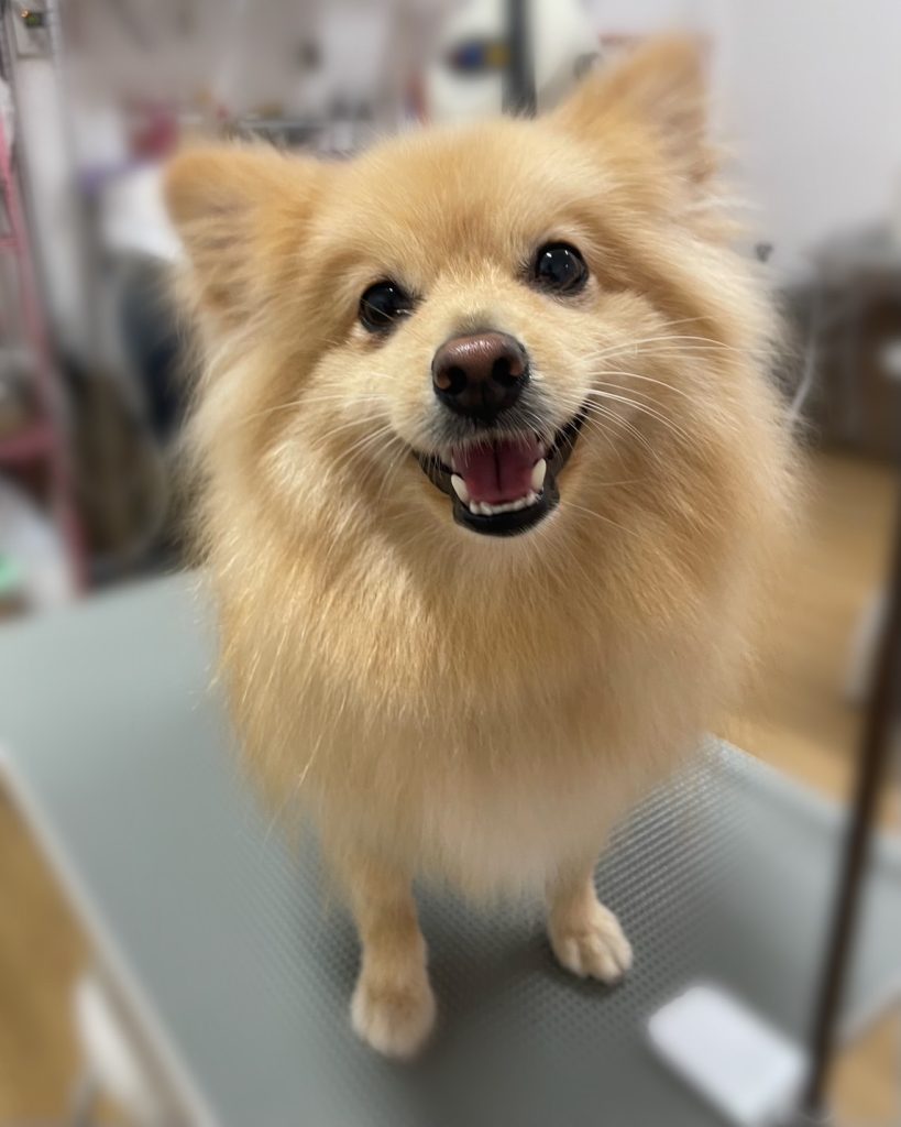 ぽんすけくん