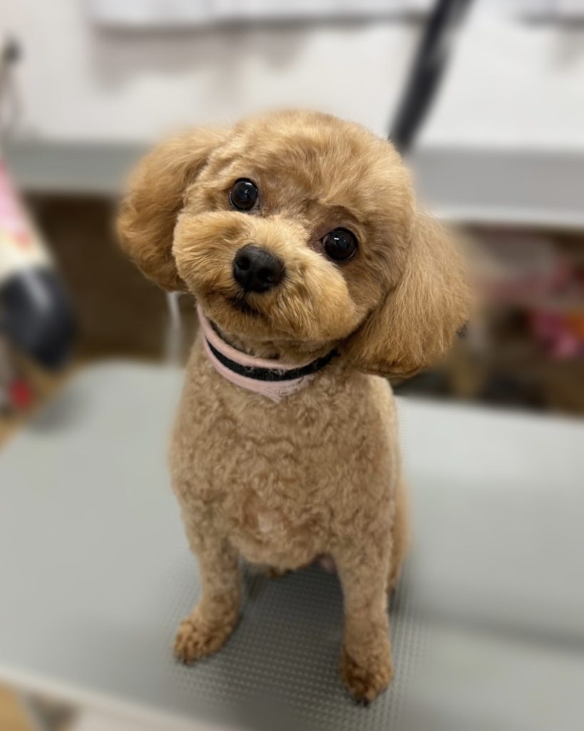 まんじゅうくん