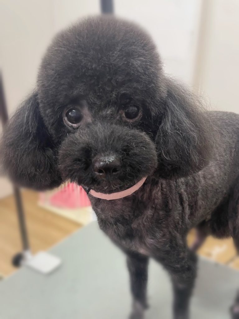 むぎちゃん