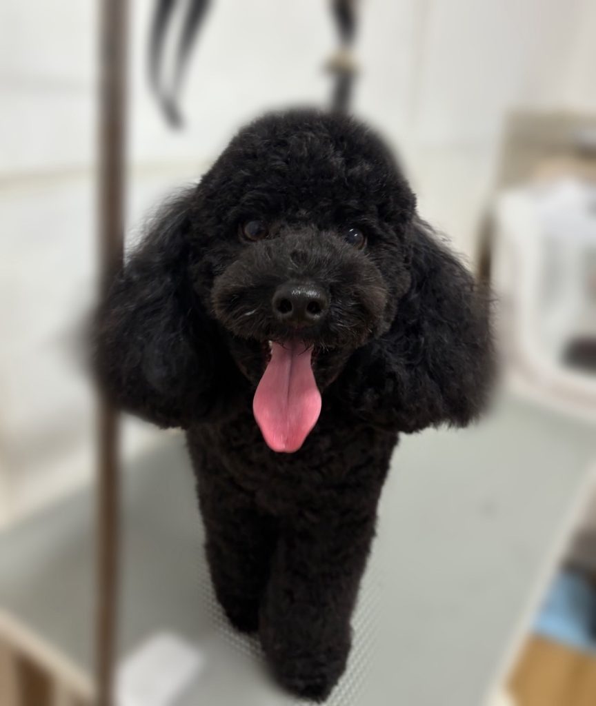 メルくん