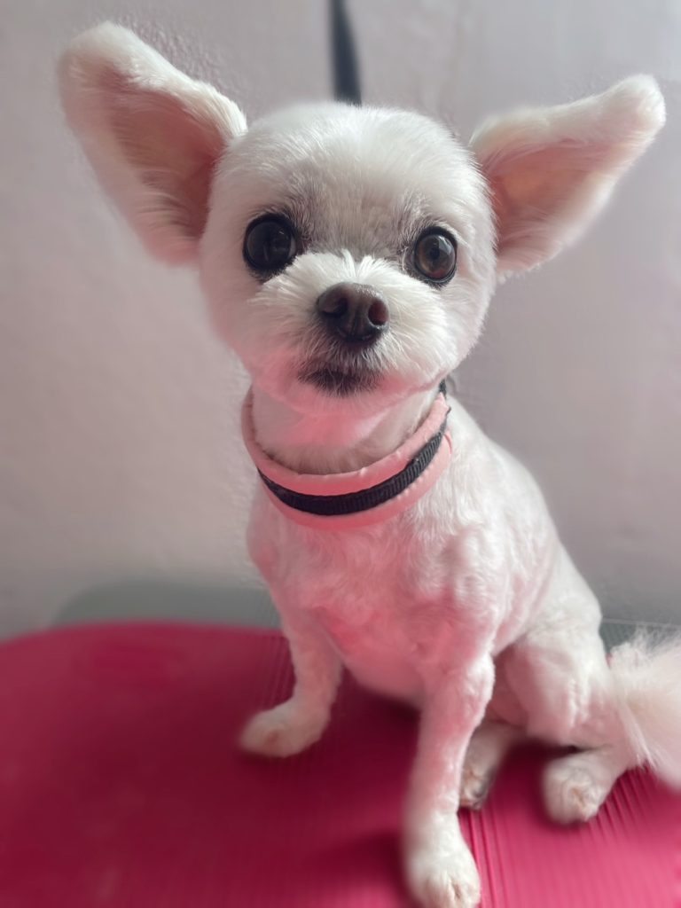 ももちゃん