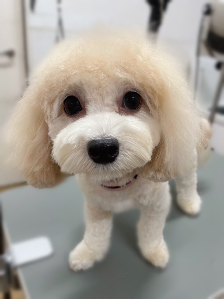 りりーちゃん