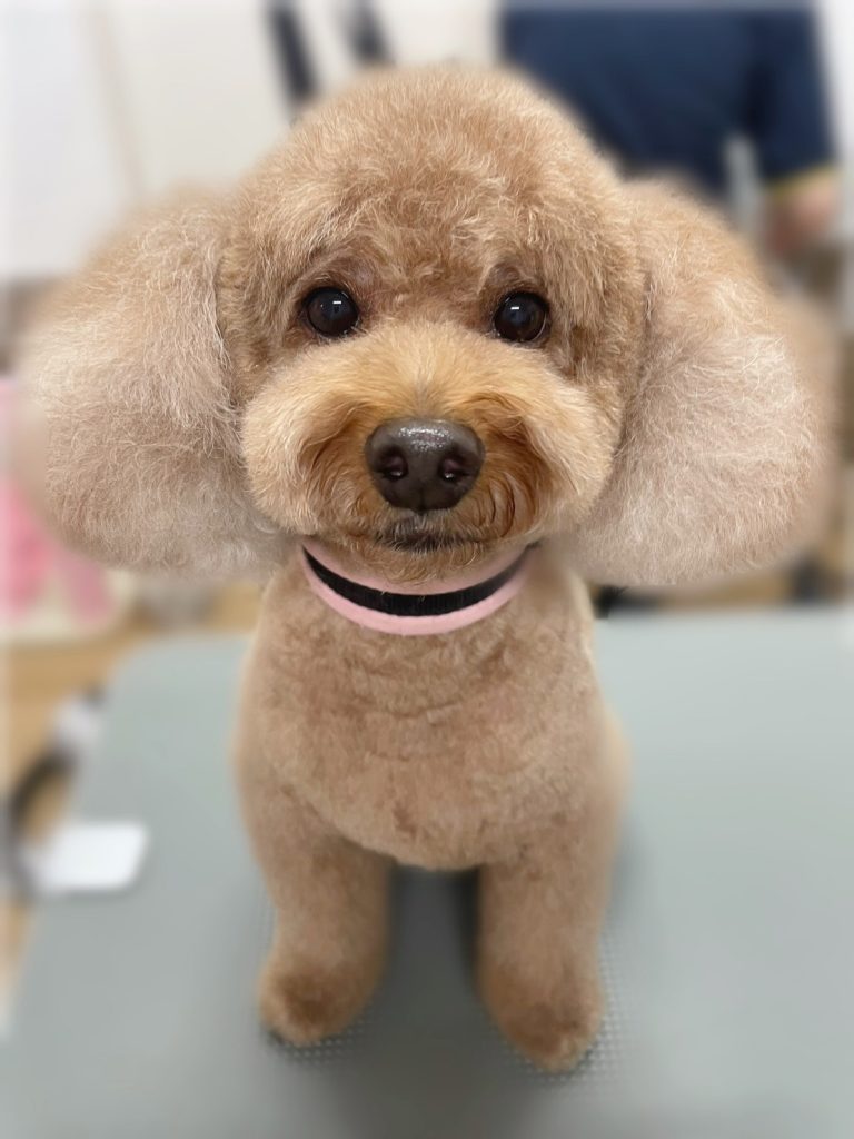 ルークくん