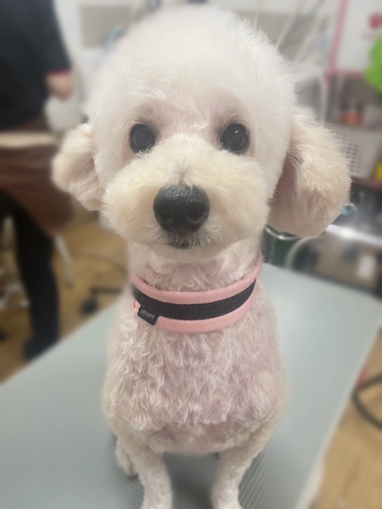 ルークくん