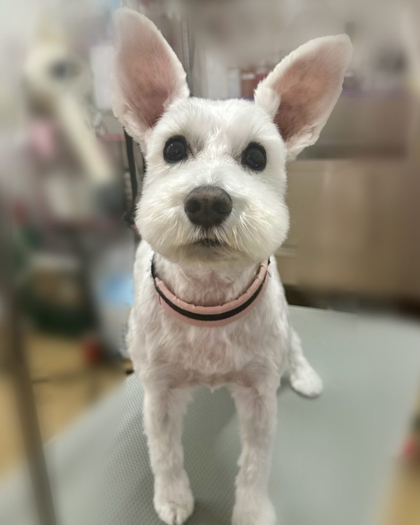 レオくん