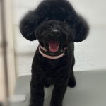 ここちゃん