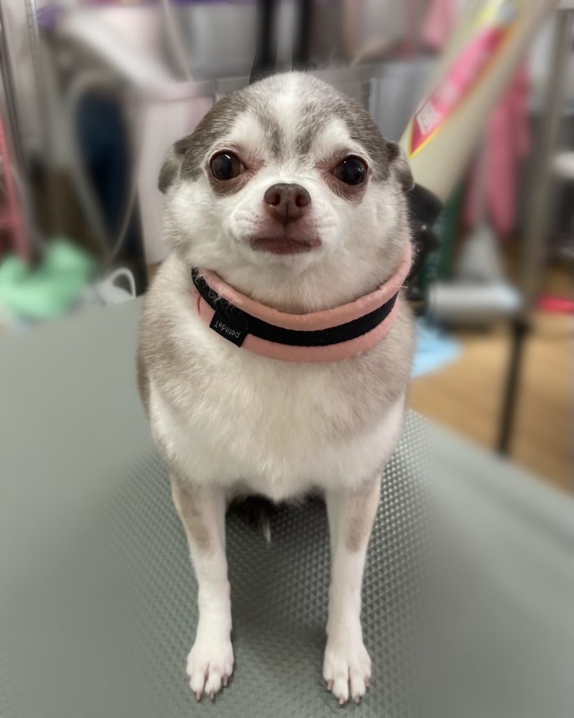 ティナちゃん