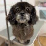 たんぽぽちゃん