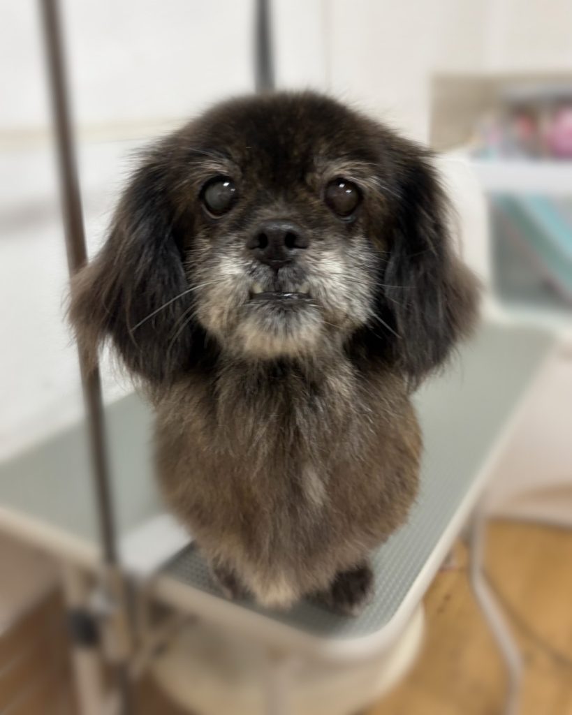 たんぽぽちゃん