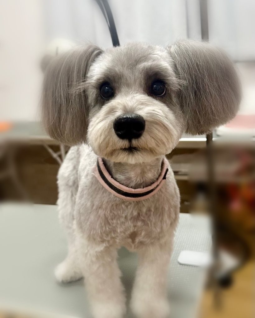 ごましおちゃん