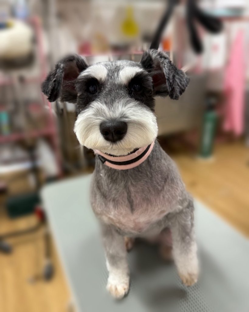 シュシュちゃん