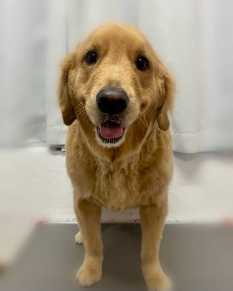 シャルルちゃん