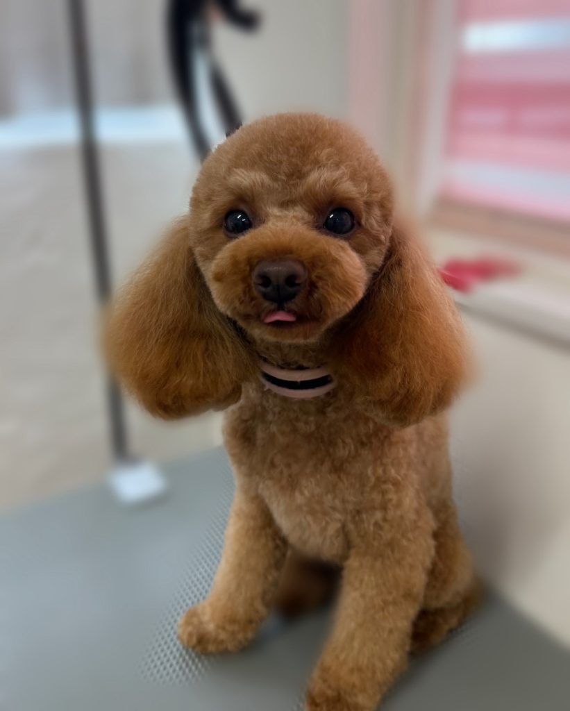 ちゃちゃまるくん