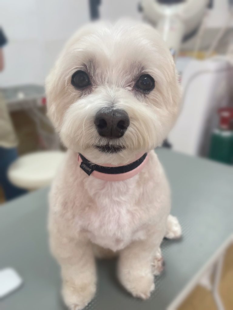 ビスケットくん