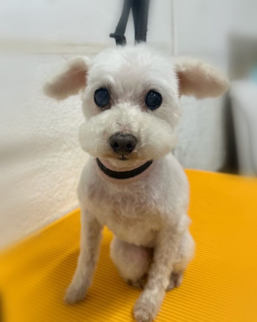 ミルキーちゃん