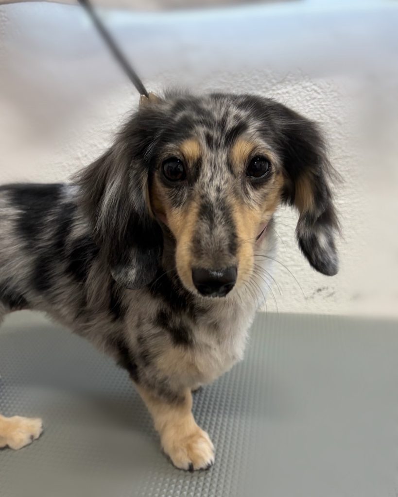 ジュエルちゃん