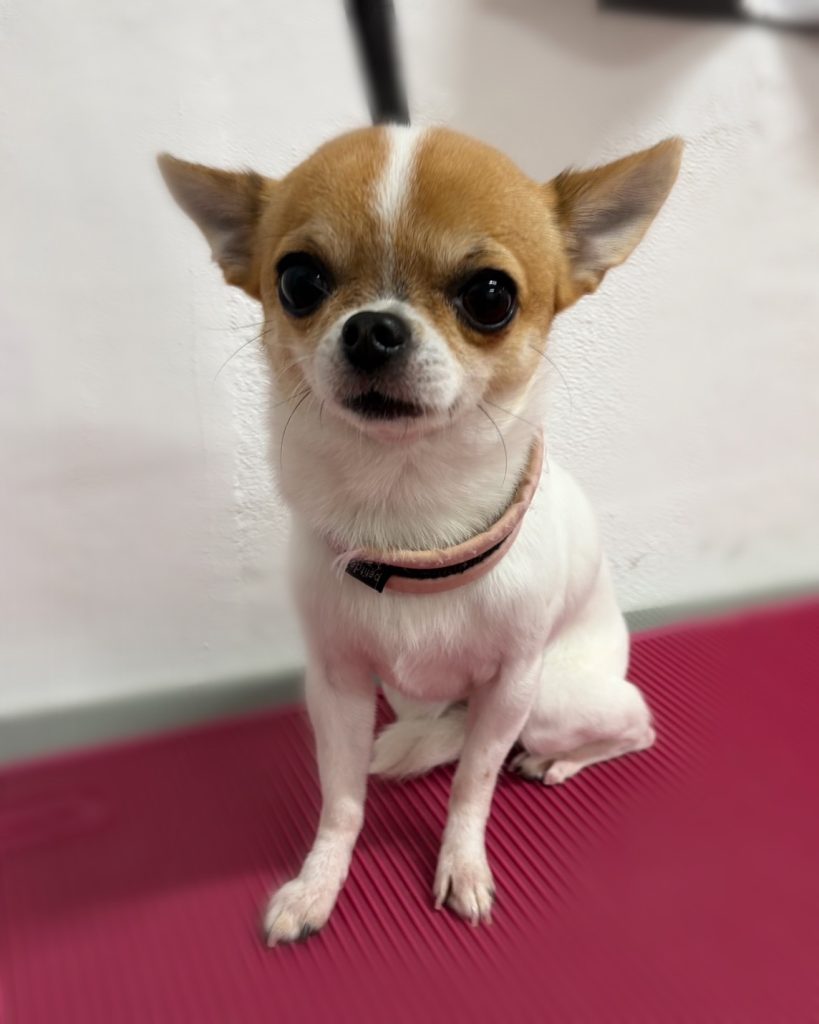 ＲＡＺＵＲＩちゃん