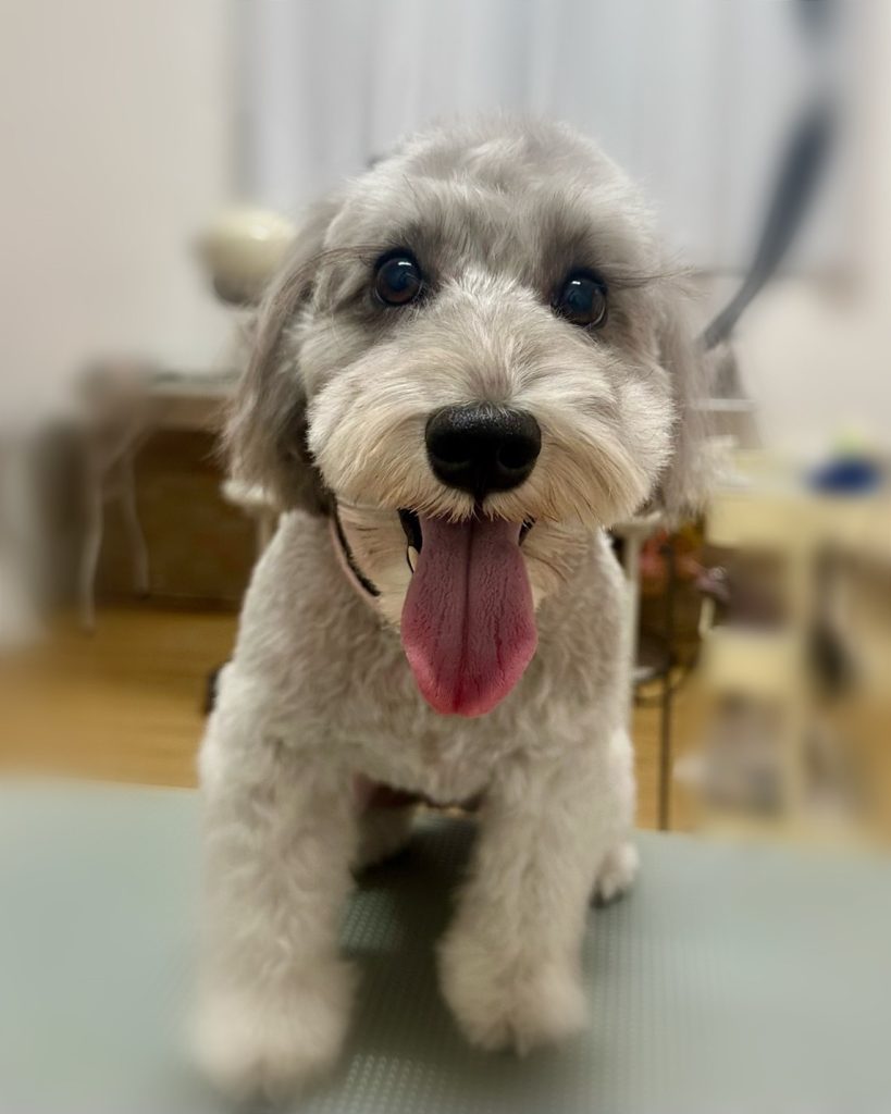 ごましおちゃん